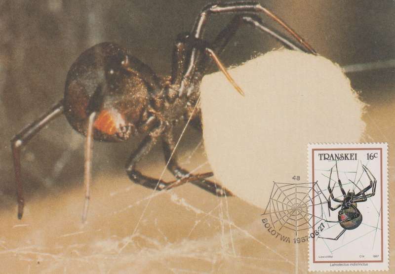 Post Cards / Maxi Card not used