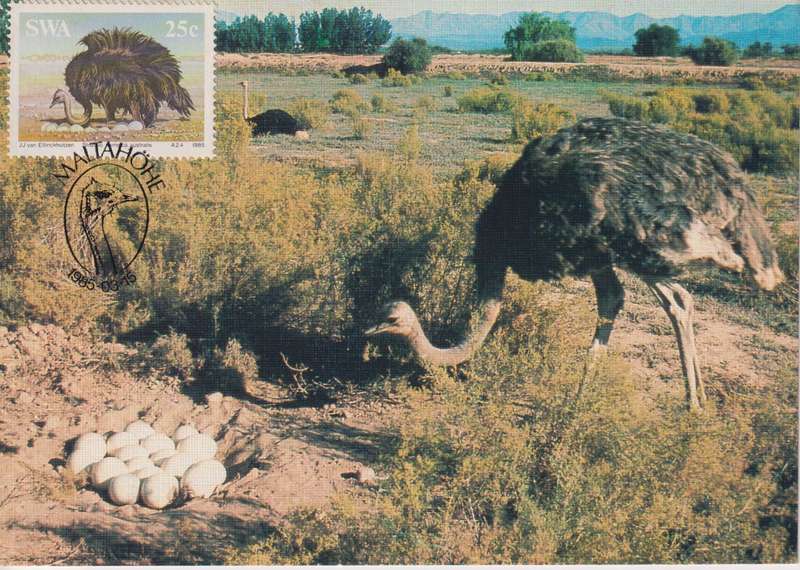 Post Cards / Maxi Card Not used