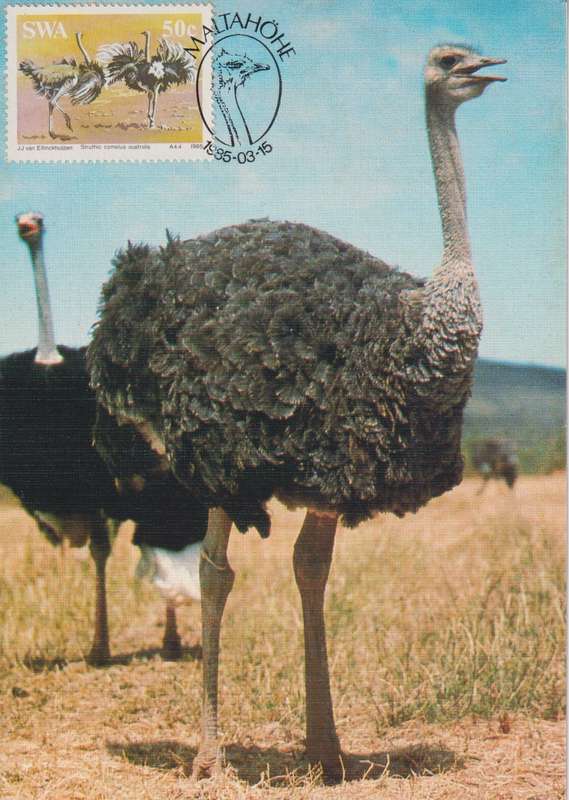 Post Cards / Maxi Card Not used