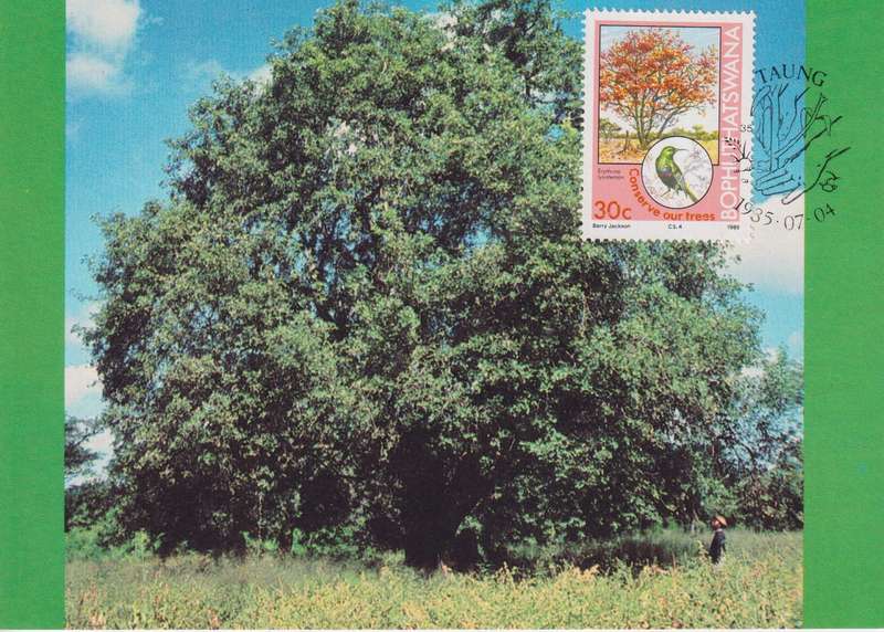 Post Cards / Maxi Card Not used