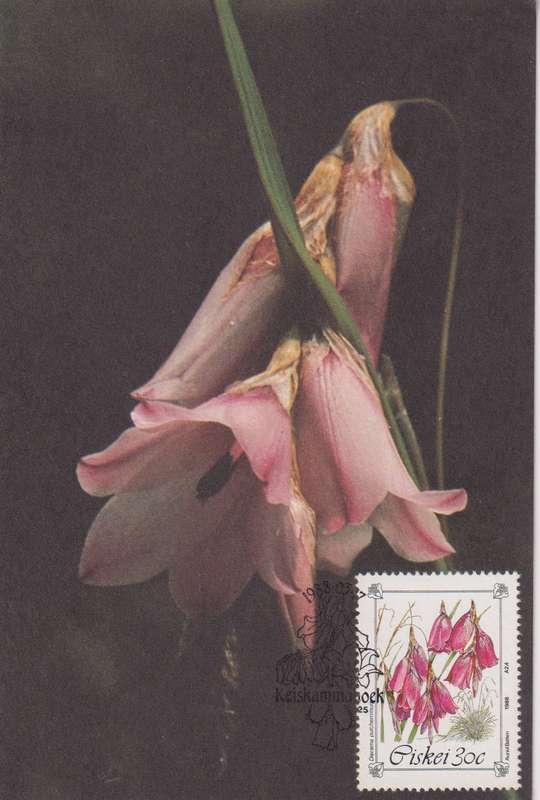 Post Cards / Maxi Card Not used