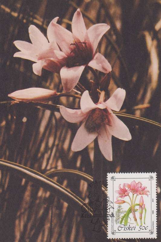 Post Cards / Maxi Card Not used
