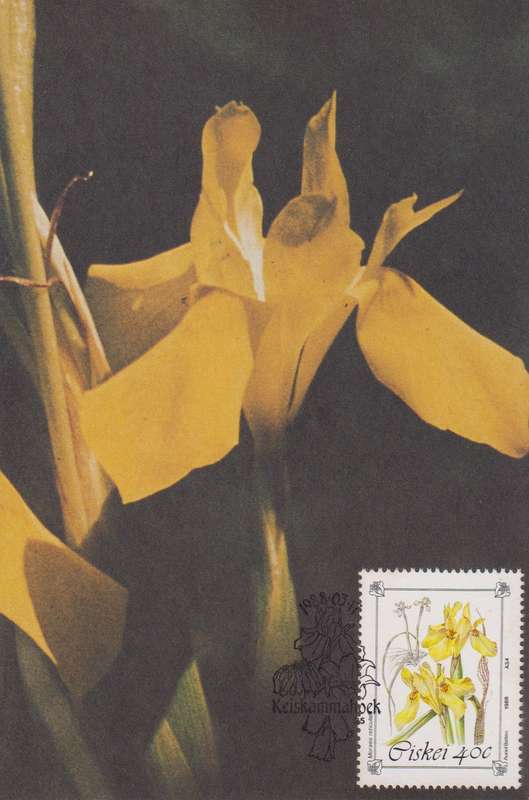 Post Cards / Maxi Card Not used