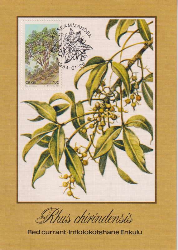 Post Cards / Maxi Card Not used