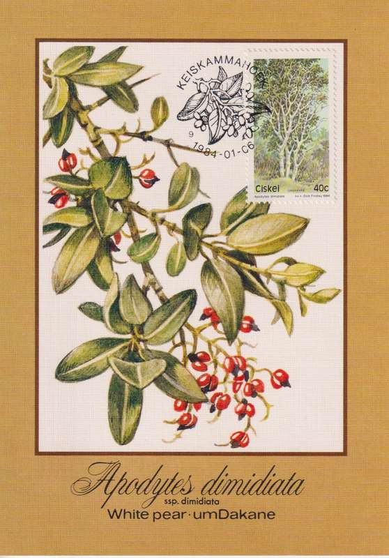 Post Cards / Maxi Card Not used