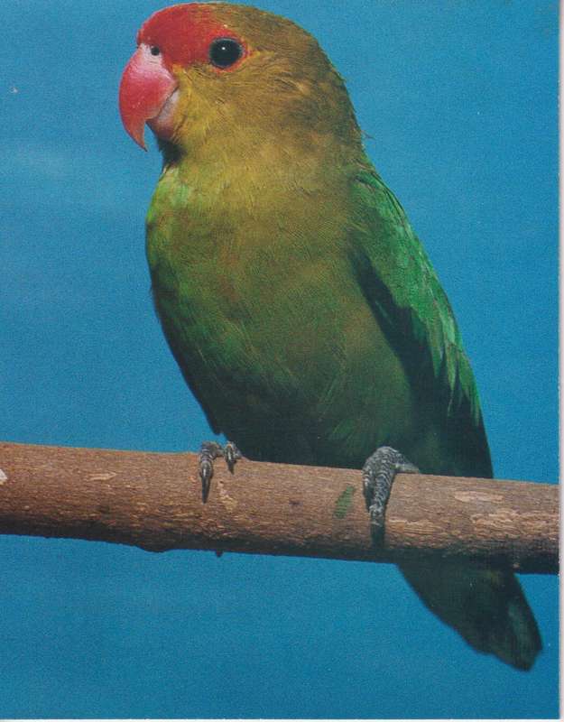 Post Cards / Maxi Card Not used