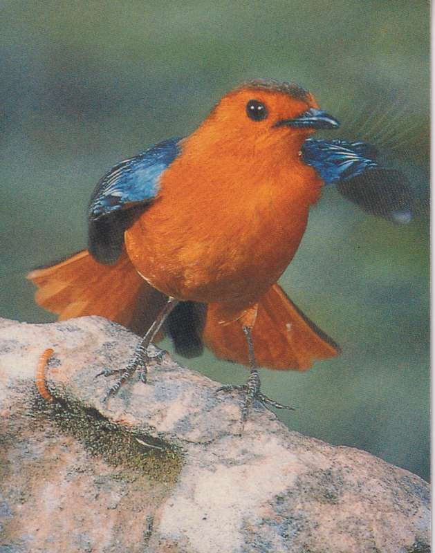 Post Cards / Maxi Card Not used
