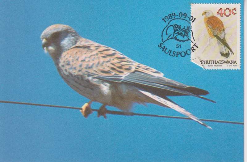 Post Cards / Maxi Card Not used
