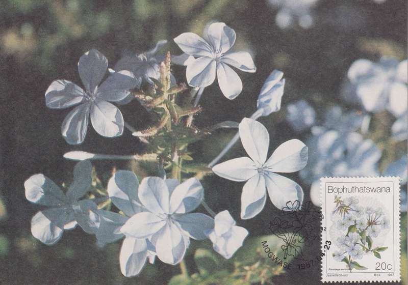 Post Cards / Maxi Card Not used