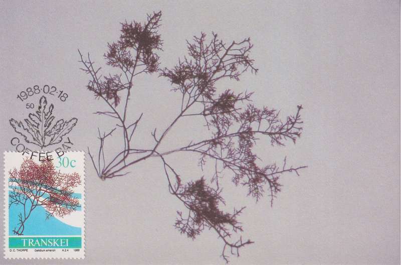 Post Cards / Maxi Card Not used