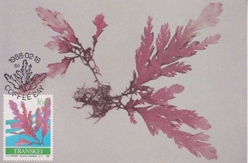 Post Cards / Maxi Card Not used