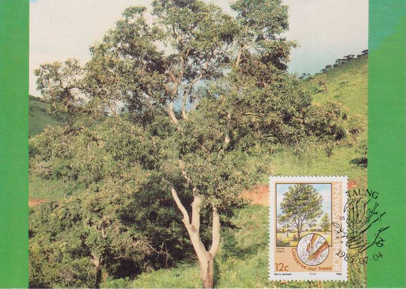 Post Cards / Maxi Card Not used