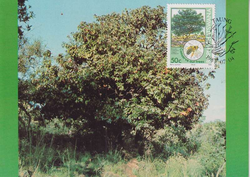Post Cards / Maxi Card Not used