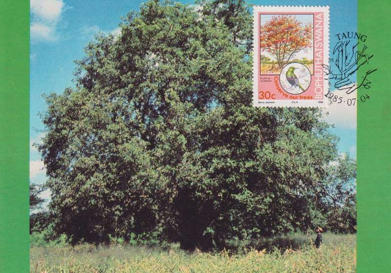 Post Cards / Maxi Card Not used
