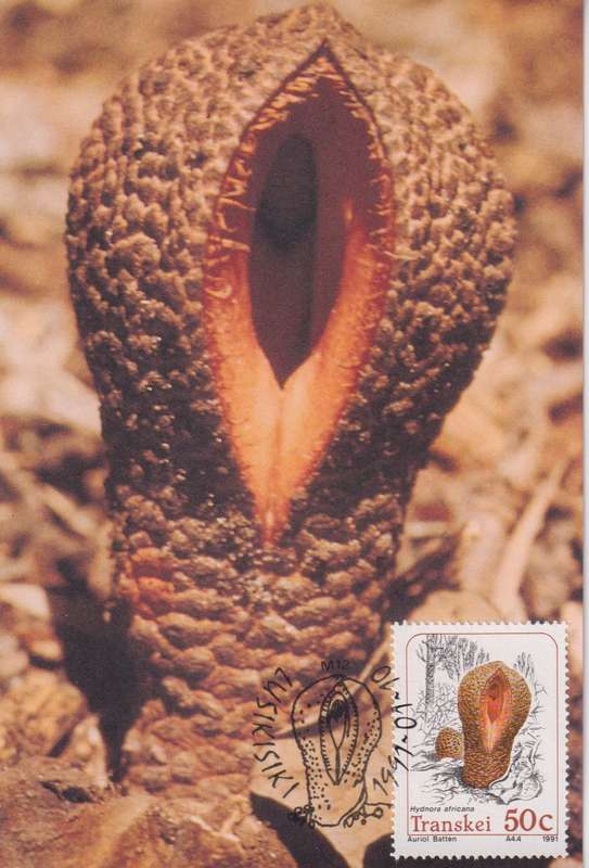 Post Cards / Maxi Card Not used