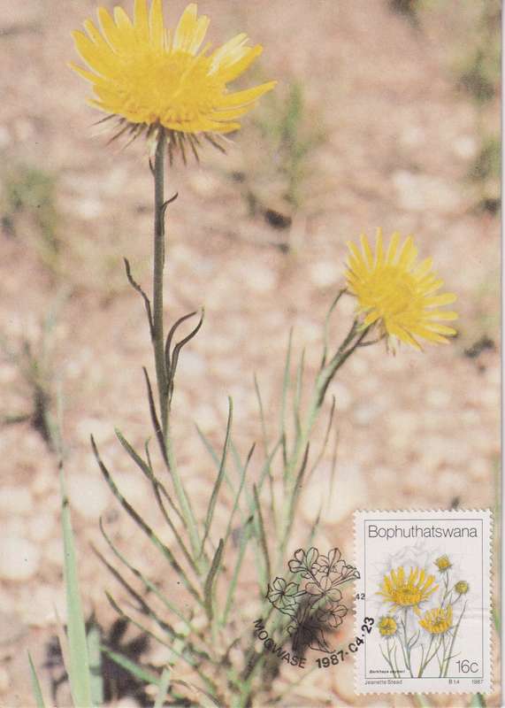Post Cards / Maxi Card Not used