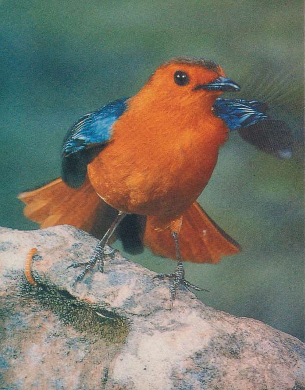 Post Cards / Maxi Card Not used