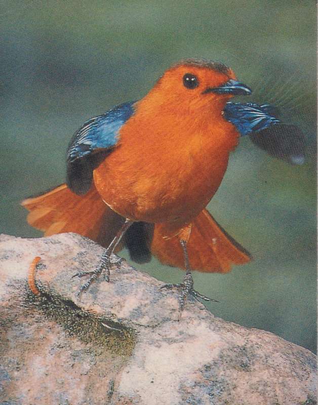 Post Cards / Maxi Card Not used