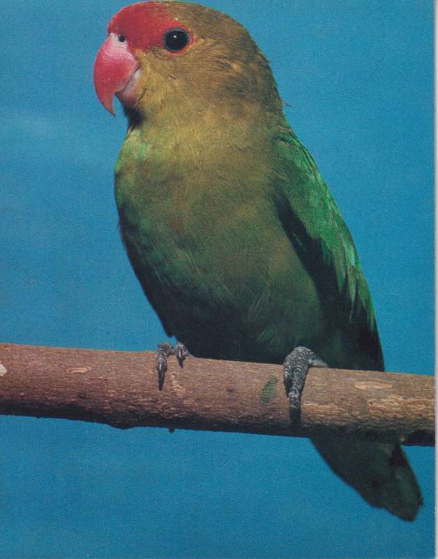 Post Cards / Maxi Card Not used