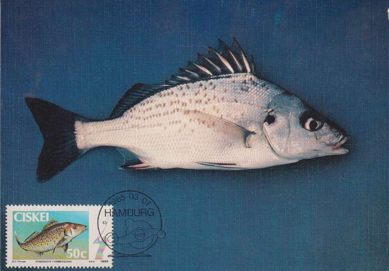 Post Cards / Maxi Card Not used