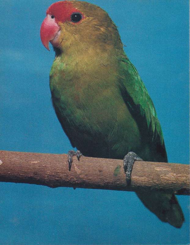 Post Cards / Maxi Card Not used
