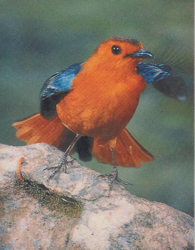Post Cards / Maxi Card Not used