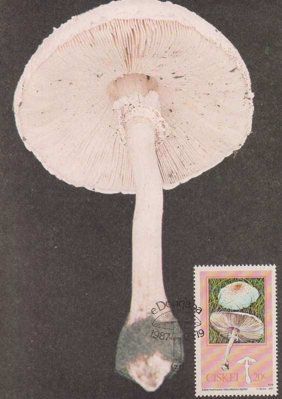 Post Cards / Maxi Card Not used