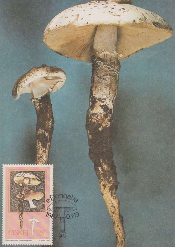 Post Cards / Maxi Card Not used