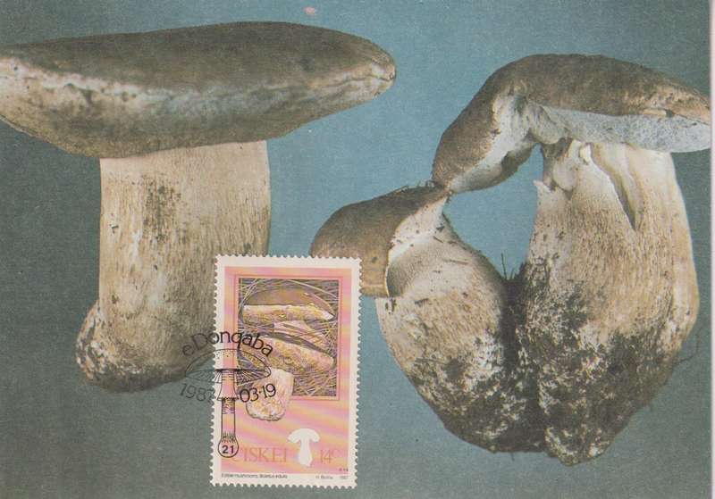 Post Cards / Maxi Card Not used