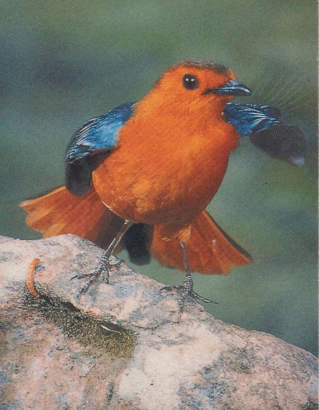 Post Cards / Maxi Card Not used