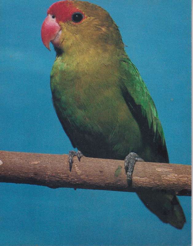 Post Cards / Maxi Card Not used