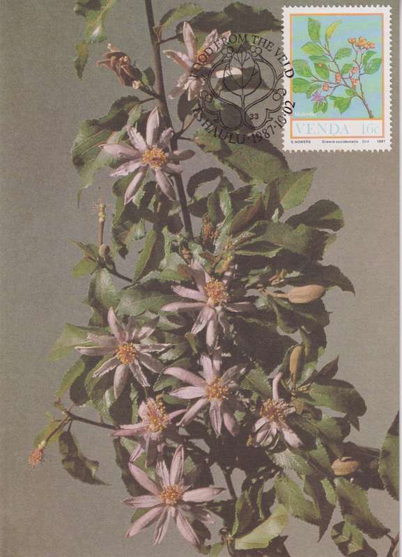 Post Cards / Maxi Card Not used