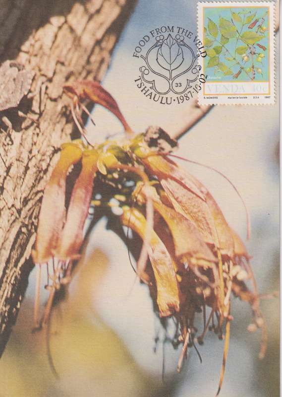 Post Cards / Maxi Card Not used
