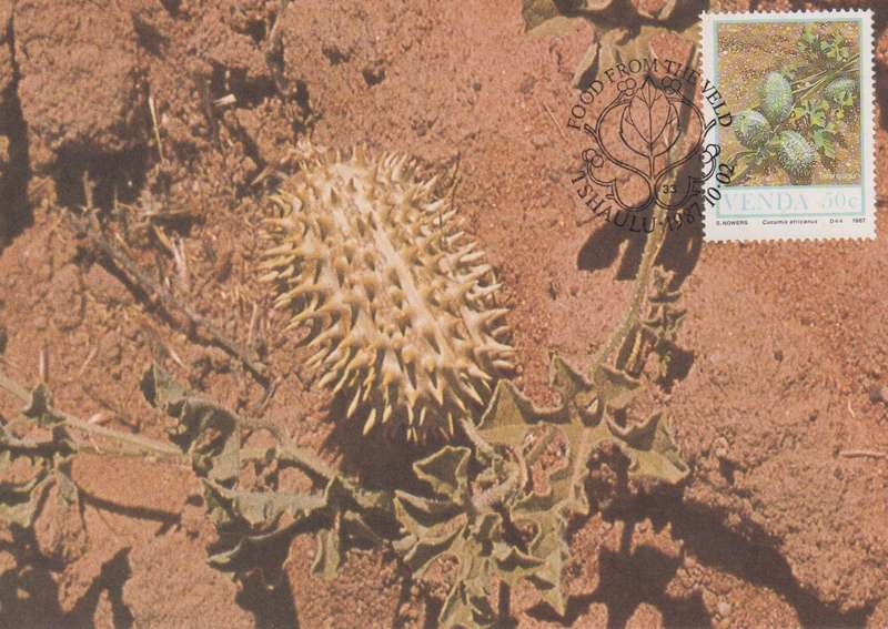 Post Cards / Maxi Card Not used