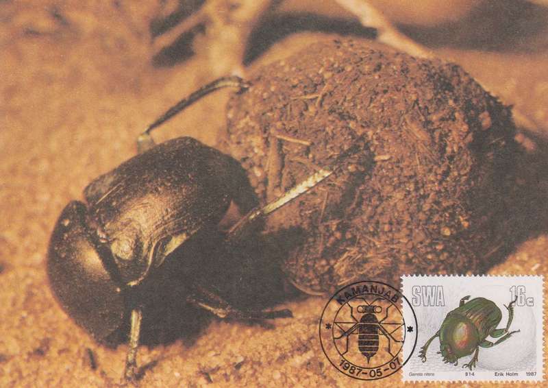 Post Cards / Maxi Card Not used