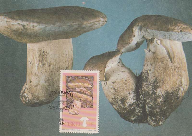 Post Cards / Maxi Card Not used