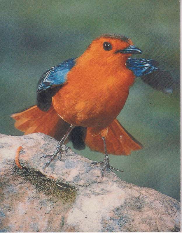 Post Cards / Maxi Card Not used