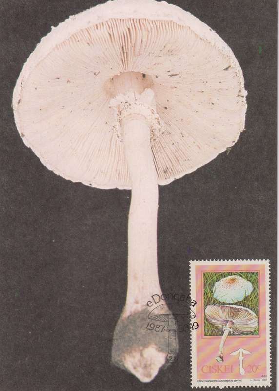 Post Cards / Maxi Card Not used