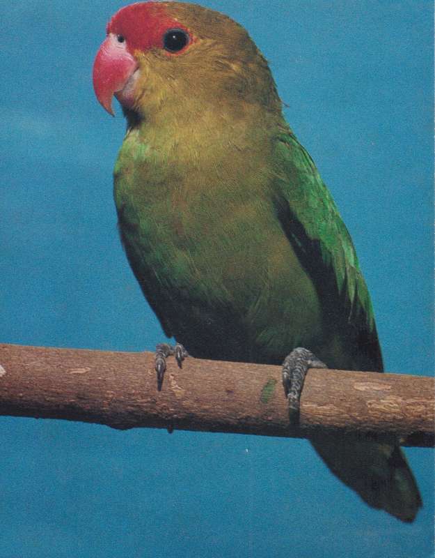 Post Cards / Maxi Card Not used