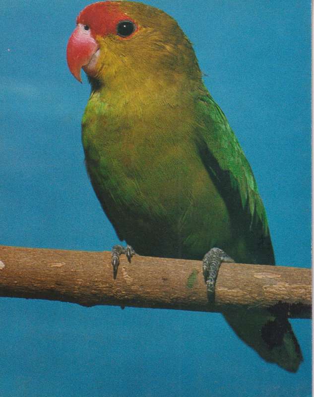 Post Cards / Maxi Card Not used