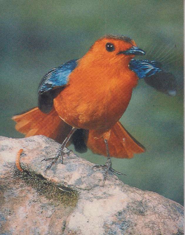 Post Cards / Maxi Card Not used