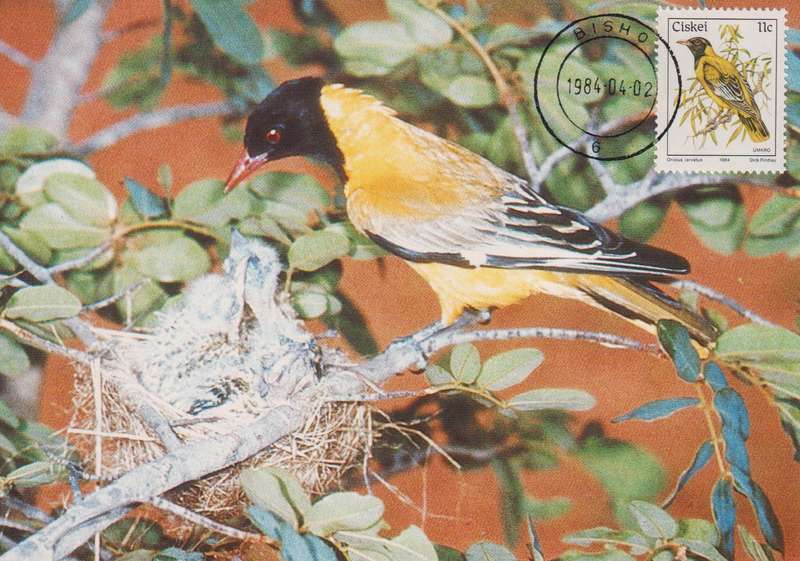 Post Card / Maxi Card Not used