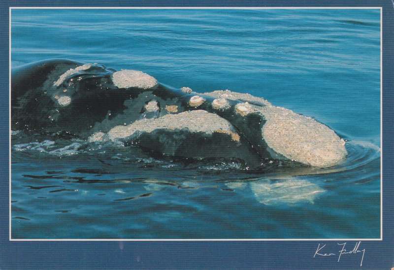 Post Cards