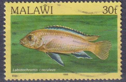Stamp Thematic Fish