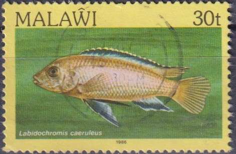 Stamp Thematic Fish