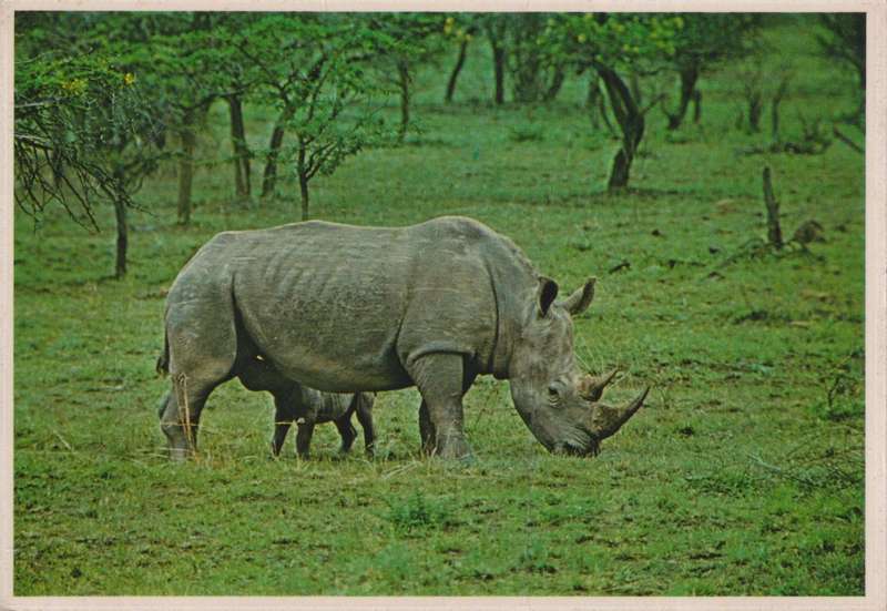 Post Card / Maxi Card