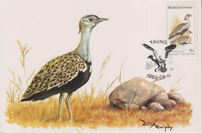 Post Card / Maxi Card