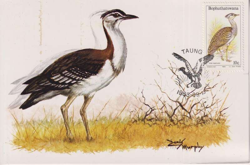 Post Card / Maxi Card
