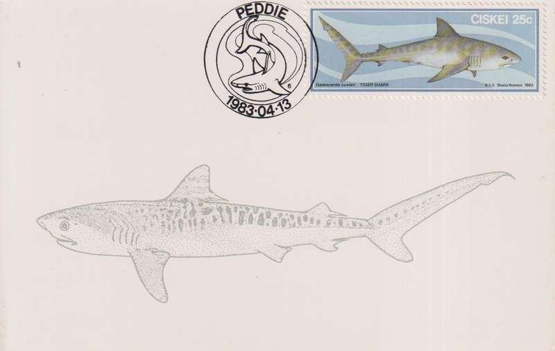 Post Card / Maxi Card