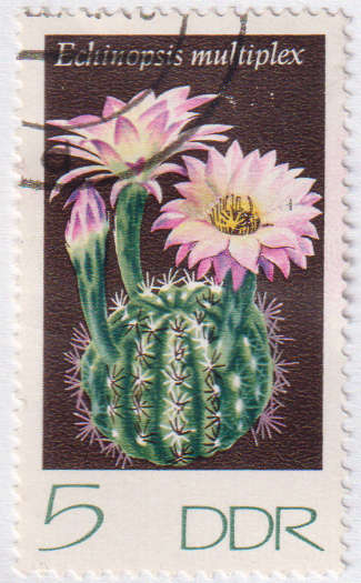 Stamp Thematic Flowers ULM DDR